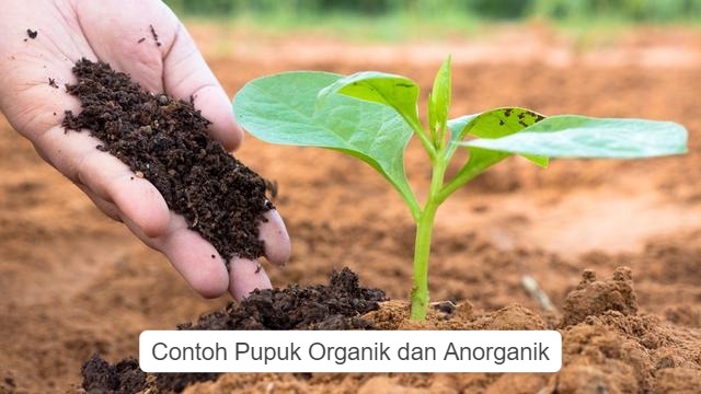 Contoh Pupuk Organik dan Anorganik