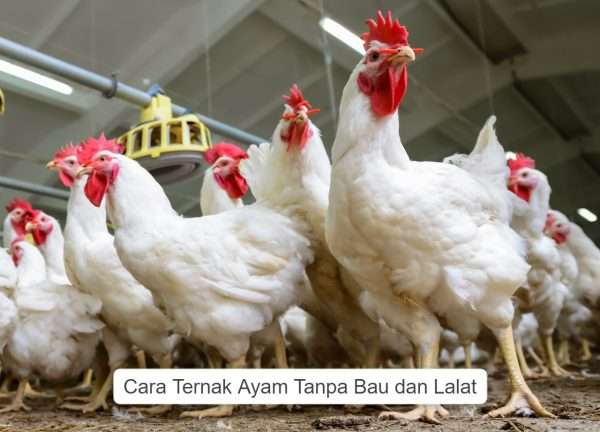 Cara Ternak Ayam Tanpa Bau dan Lalat