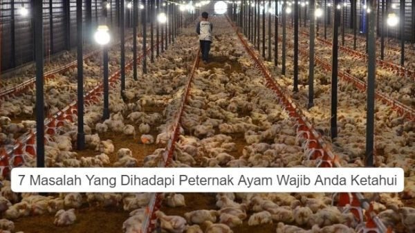 Masalah Yang Dihadapi Peternak Ayam