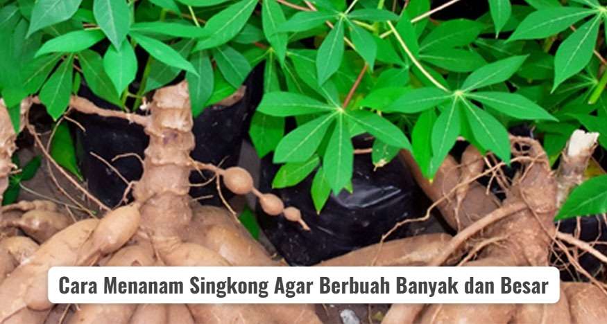 cara menanam singkong agar berbuah banyak dan besar